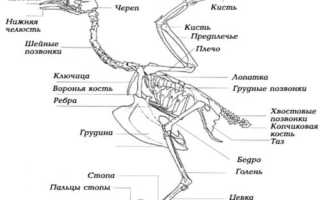 А что мы знаем о курах: краткая анатомия и интересные факты