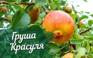 Груша Красуля: описание, фото, отзывы