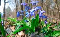 Посадка и уход за сциллой в открытом грунте, описание видов и сортов