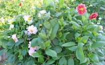 Бордюрные георгины — посадка декоративных сортов на дачном участке и советы по уходу за ними