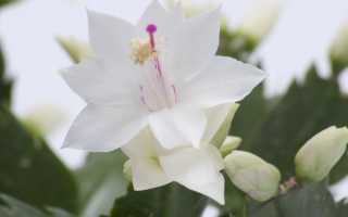 Шлюмбергера (Декабрист или Зигокактус) Schlumbergera