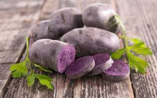 Фиолетовый картофель (Solanum tuberosum), также называемый трюфельным, мало чем отличается от обычного картофеля. Тем не менее, они имеют более ценные ингредиенты для нашего здоровья, чем обычный карт