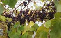 Виноград Лидия: правила агротехники и описание сорта ягодной культуры