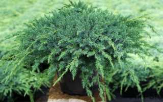 Можжевельник чешуйчатый ‘hunnetorp’juniperus squamata ‘hunnetorp’