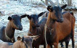 Чешские козы — особенности содержания, характеристики продуктивности