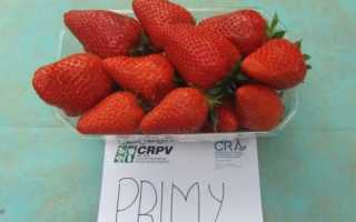 Клубника Premy (Прими): описание, когда выведена, урожайность
