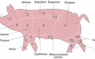 Убойный выход свиней в зависимости от живого веса