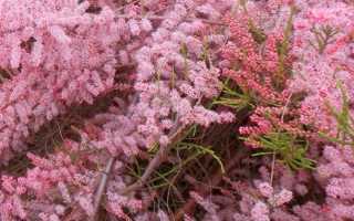 Tamarix ramosissima Pink Cascade Тамарикс ветвистый Пинк Каскад