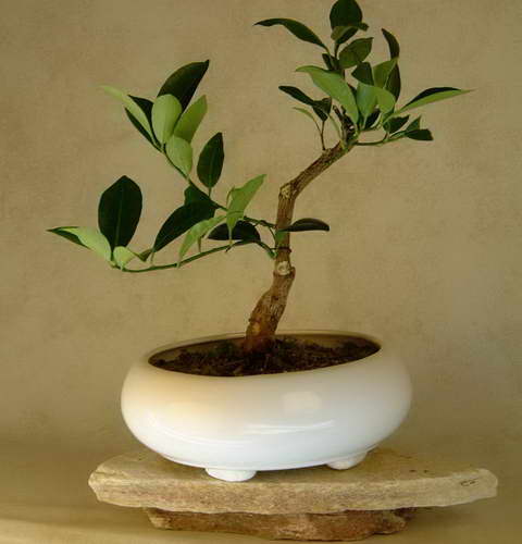 Бонсай из каламондина домашнего мандарина фото