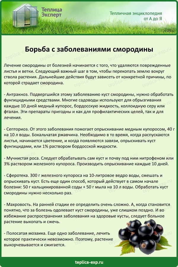 Борьба с заболеваниями смородины