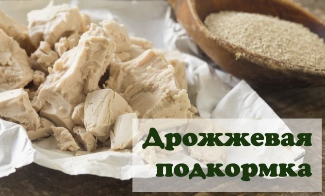 Дрожжи для подкормки