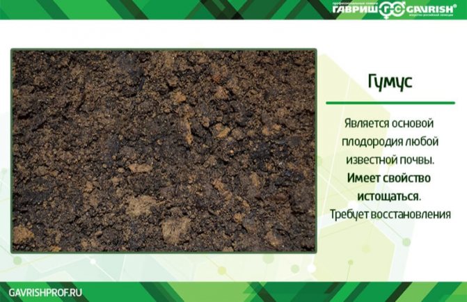 Гумус почвы