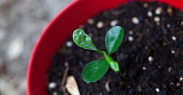 каламондин из косточки