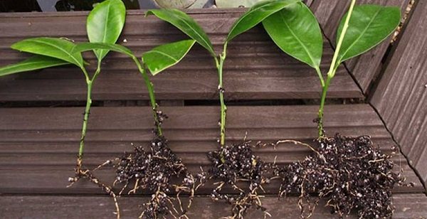 каламондин размножение