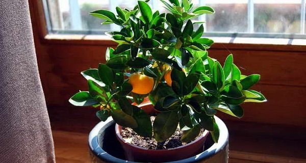 каламондин уход в домашних