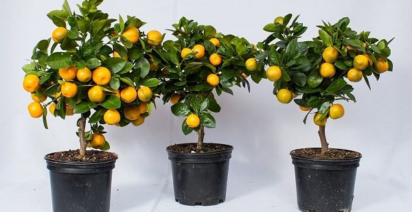 каламондин уход