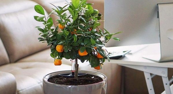 каламондин