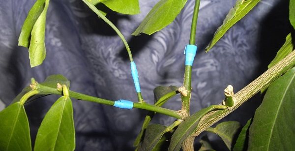 каламондин