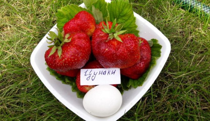 Клубника Цунаки