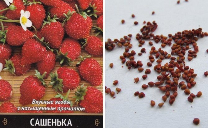 Клубника Сашенька