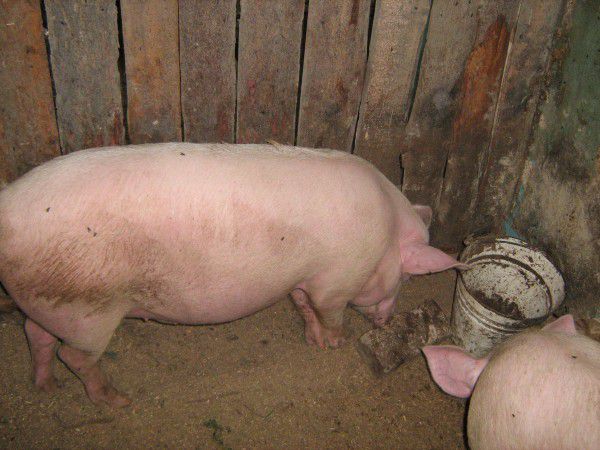 Ключевой момент в предотвращении болезней – санитарное состояние помещений