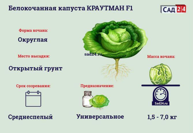Краутман F1 - https://i1.wp.com/sad24.ru