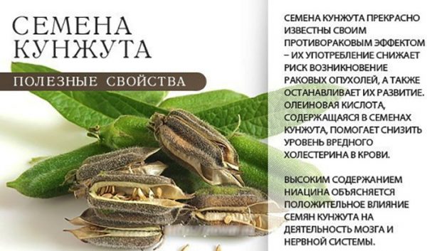Кунжутная халва. Польза и вред, калорийность, БЖУ. Рецепты в домашних условиях
