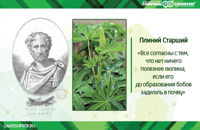Люпин в качестве удобрения