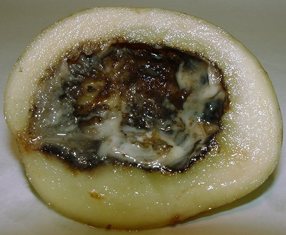 Мокрая гниль картофеля