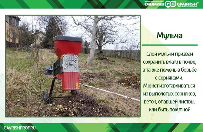 Мульча в качестве зелёного удобрения