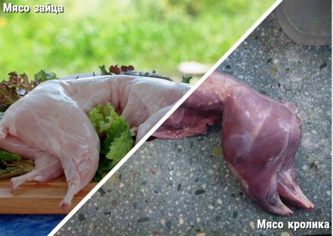 мясо зайца и кролика
