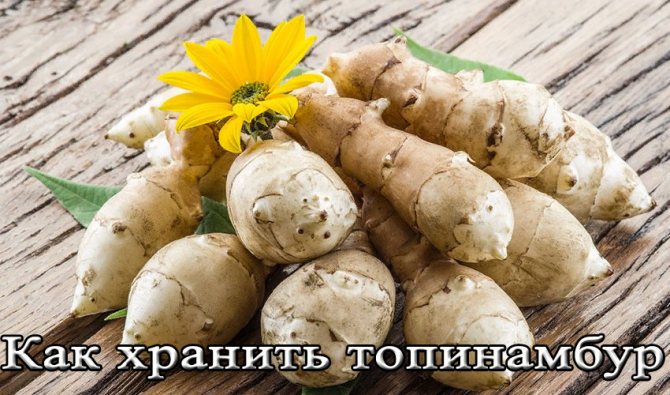 Надо ли выкапывать топинамбур на зиму