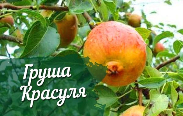 Описание и характеристика сорта