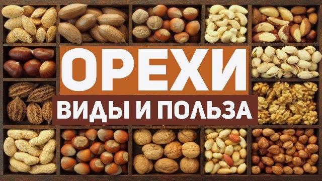 Орехи: виды и польза