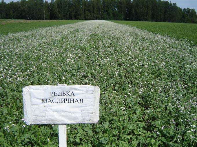 редька масличная как сидерат