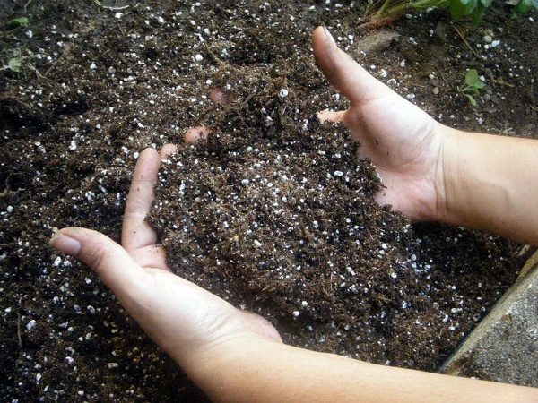 Участок под цветной картофель осенью следует перекопать с внесением калийных удобрений и суперфосфата