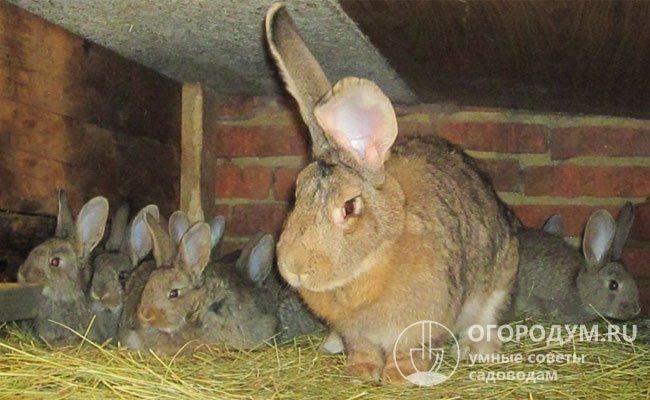 Важными плюсами в разведении ризенов являются многоплодие и хорошие материнские качества самок