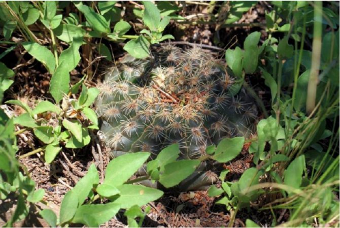 Вид Gymnocalycium affine в дикой природе, Аргентина