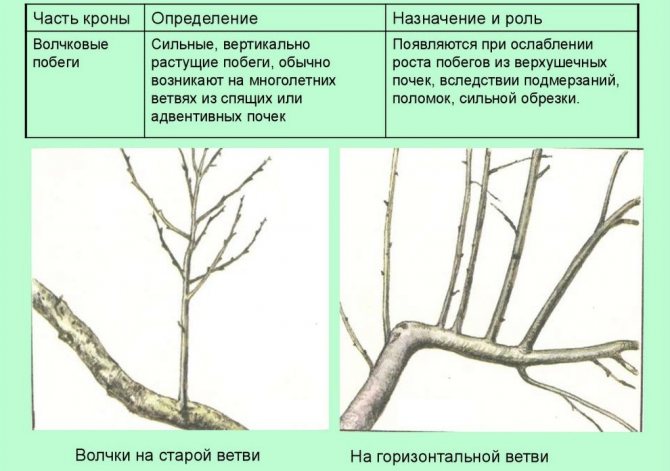 Волчковые ветки на яблоне