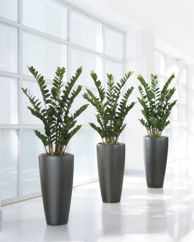 Замиокулькас не растет и не гибнет