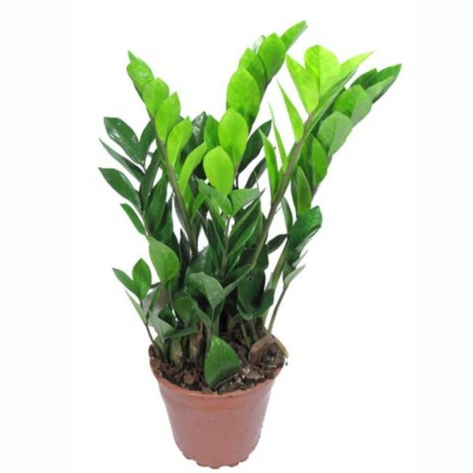 Замиокулькас в природе как растет