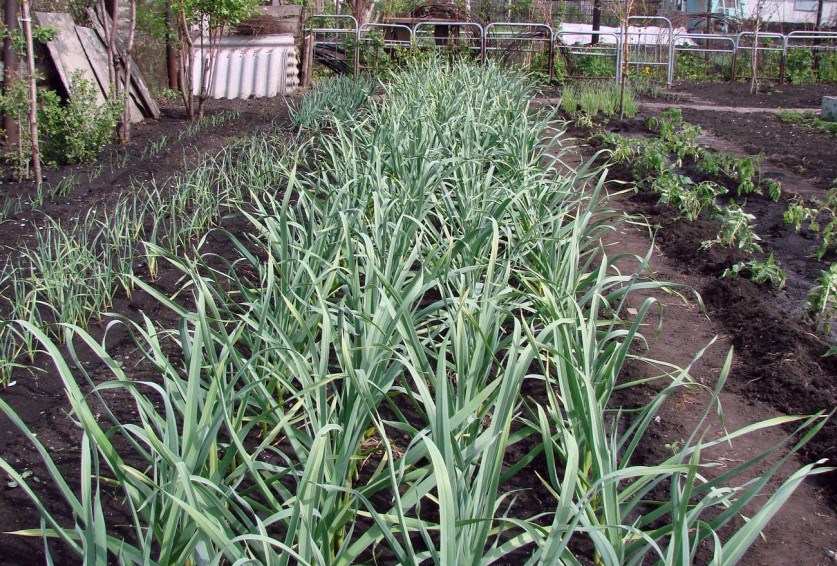 В какое время в Краснодарском крае лучше высаживать озимый чеснок