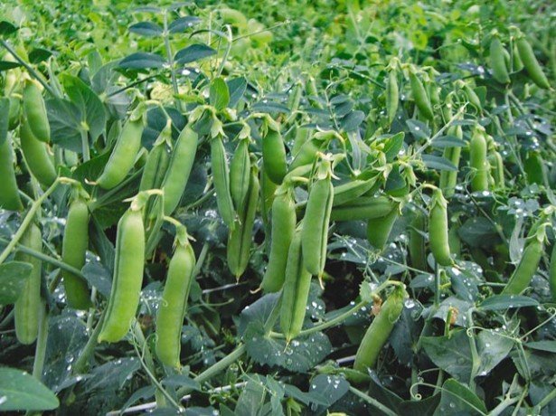 Выращивание и уход за горохом в открытом грунте