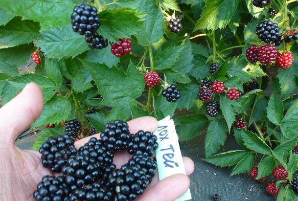 Ультраранний бесшипный сорт ежевики Лох Тей