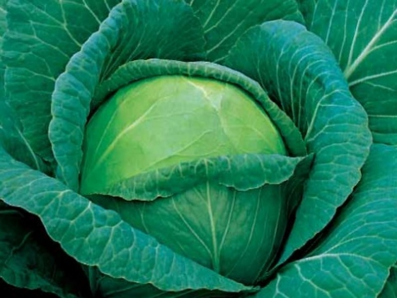 Как посадить и вырастить капусту сорта Амагер
