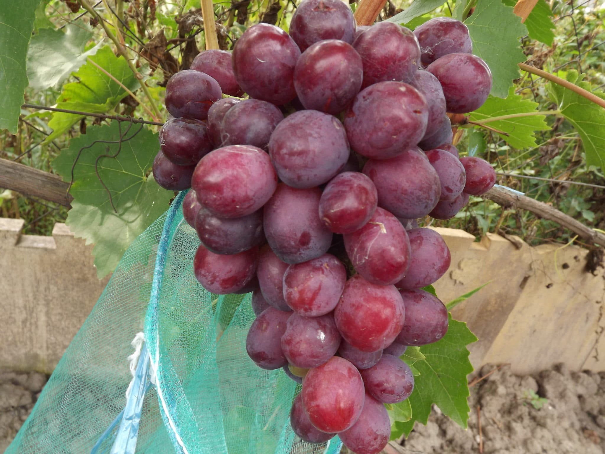 Выращивание винограда Сенатор (Павловского) — характеристики лозы