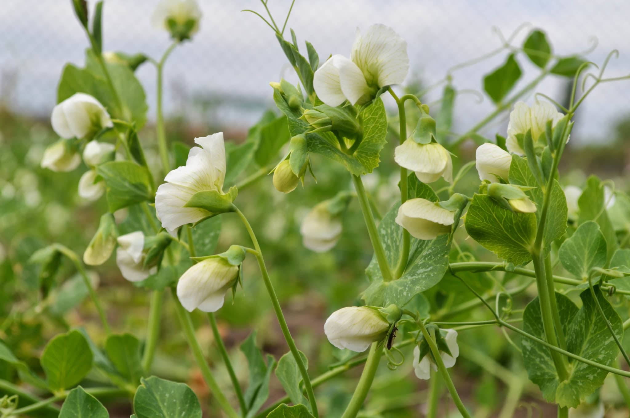 Выращивание и уход за горохом в открытом грунте