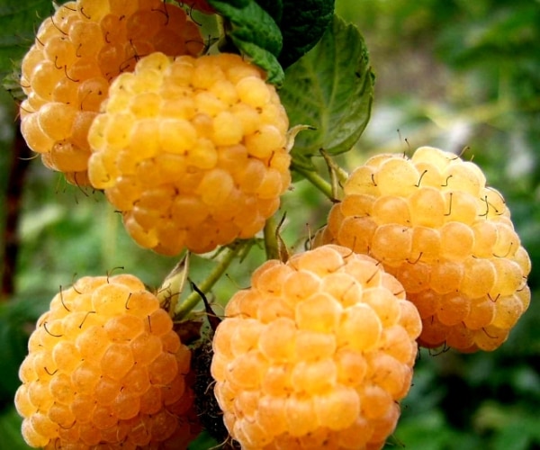 Описание и характеристика сорта малины Жёлтый гигант