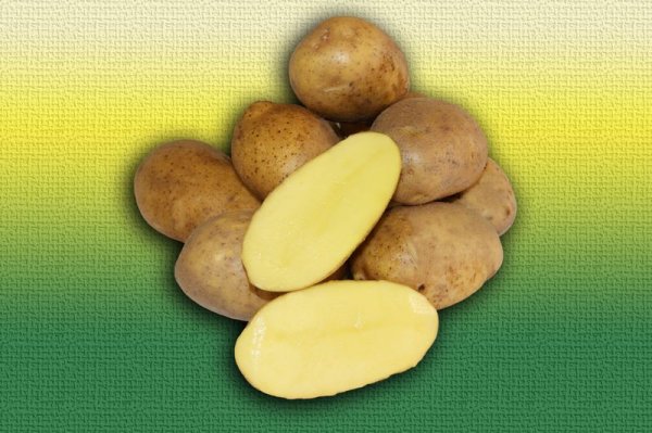 Сорт картошки Бельмондо — описание технологии выращивания