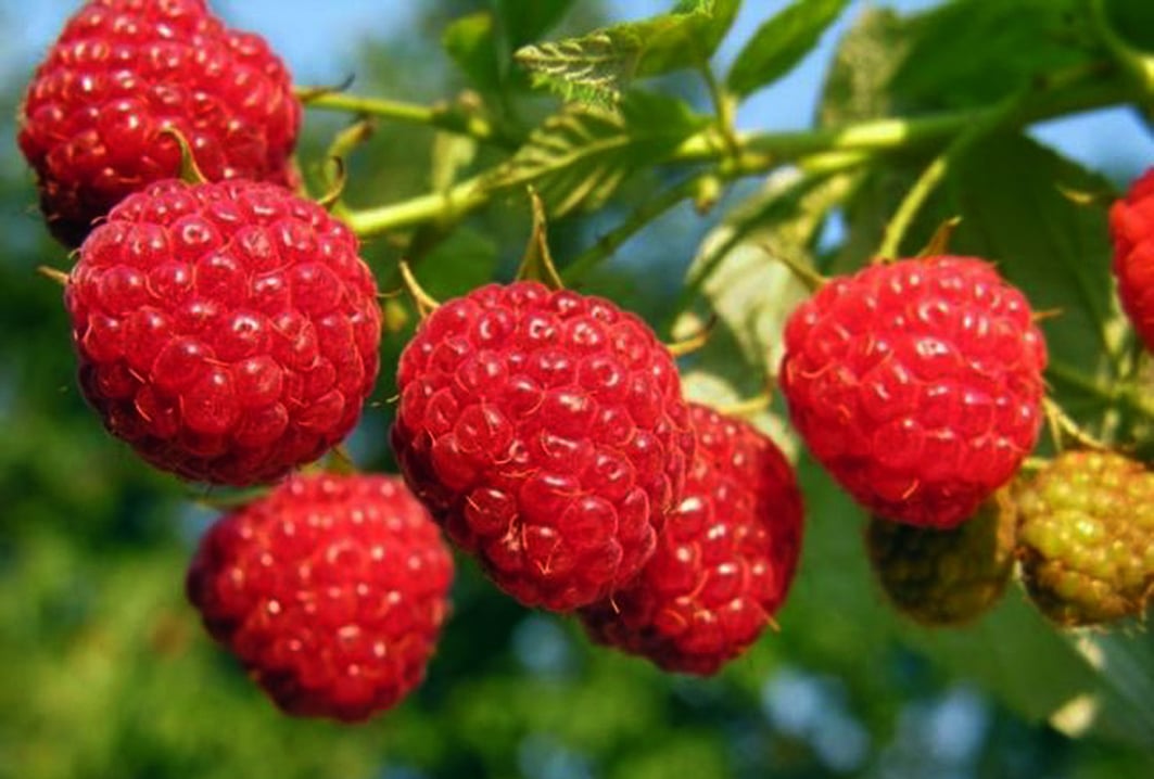 Отличительные черты ремонтантной малины Таганка